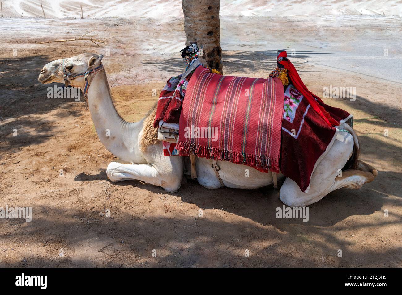 Un cammello che riposa all'ombra di una palma vicino alla Moschea Nebi Musa nel deserto della Giudea vicino a Gerusalemme, Israele. Foto Stock