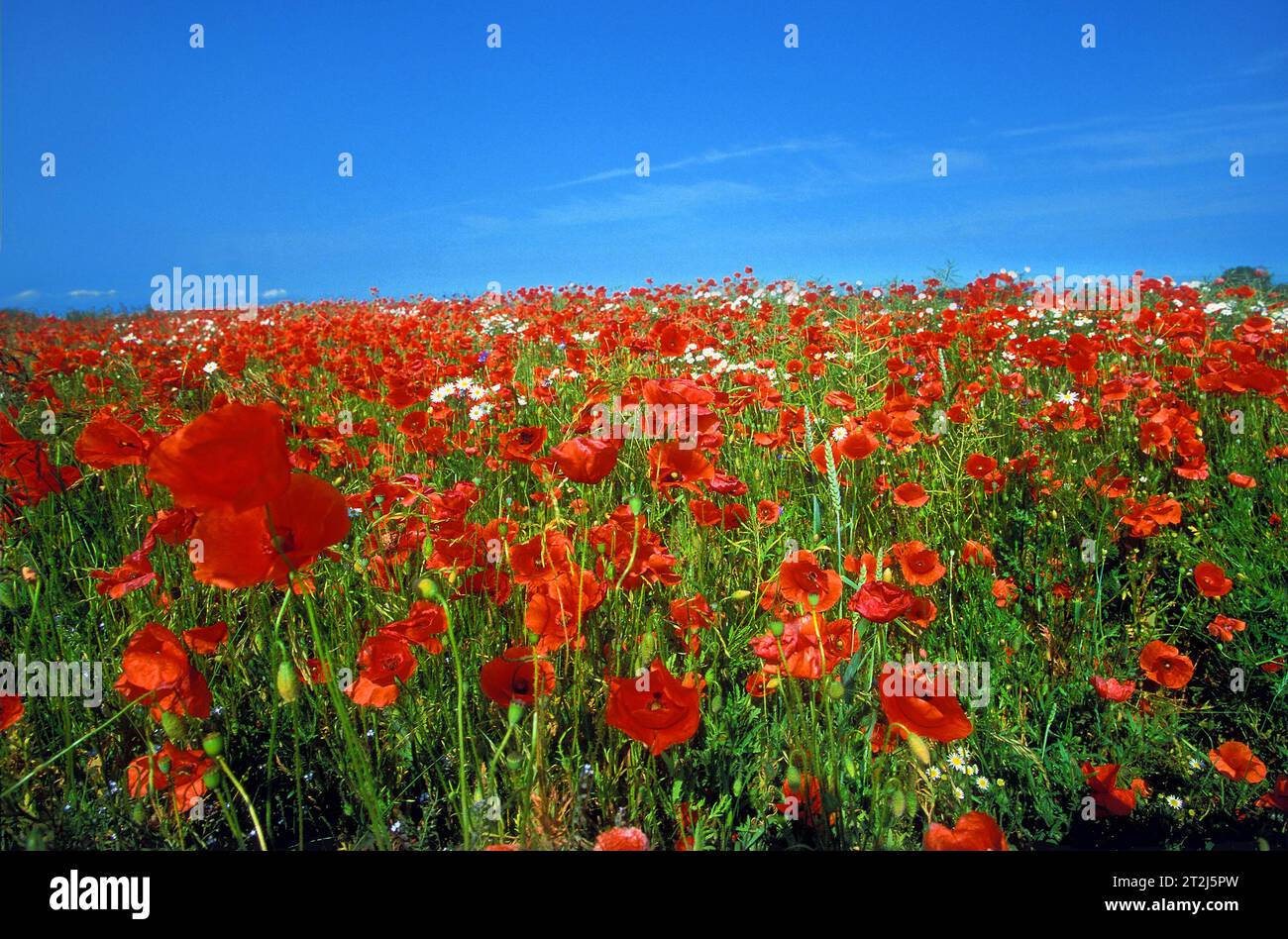 Paesaggio di Field Poppies, Hiddensee, Germania Foto Stock