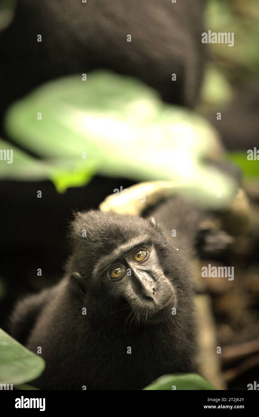 Un giovane macaco a cresta nera di Sulawesi (Macaca nigra) guarda la fotocamera mentre viene fotografato, mentre è seduto in un terreno forestale nella riserva naturale di Tangkoko, Sulawesi settentrionale, Indonesia. Un recente rapporto di un team di scienziati guidato da Marine Joly rivela che la temperatura sta aumentando nella foresta di Tangkoko. "Tra il 2012 e il 2020, le temperature sono aumentate fino a 0,2 gradi Celsius all'anno nella foresta, e l'abbondanza complessiva di frutta è diminuita dell'1% all'anno", hanno scritto sull'International Journal of Primatology. 'ci sono prove in rapida crescita degli effetti negativi di. Foto Stock