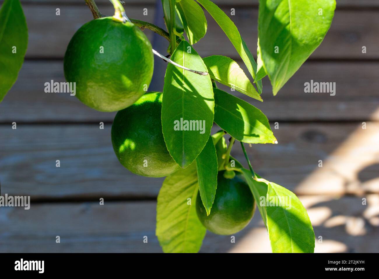 Vista ravvicinata astratta di tre limoni che iniziano a maturare sul ramo di un limone Meyer all'aperto in vaso Foto Stock