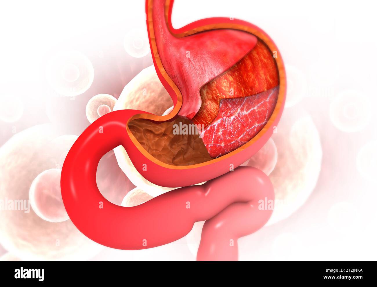 Anatomia dello stomaco umano su sfondo medico.rappresentazione 3d. Foto Stock