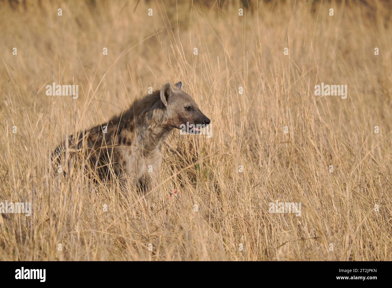 Questa iena macchiata aveva trovato una caraffa che stava mangiando, ma spesso osservava il suo ambiente per il pericolo. Foto Stock