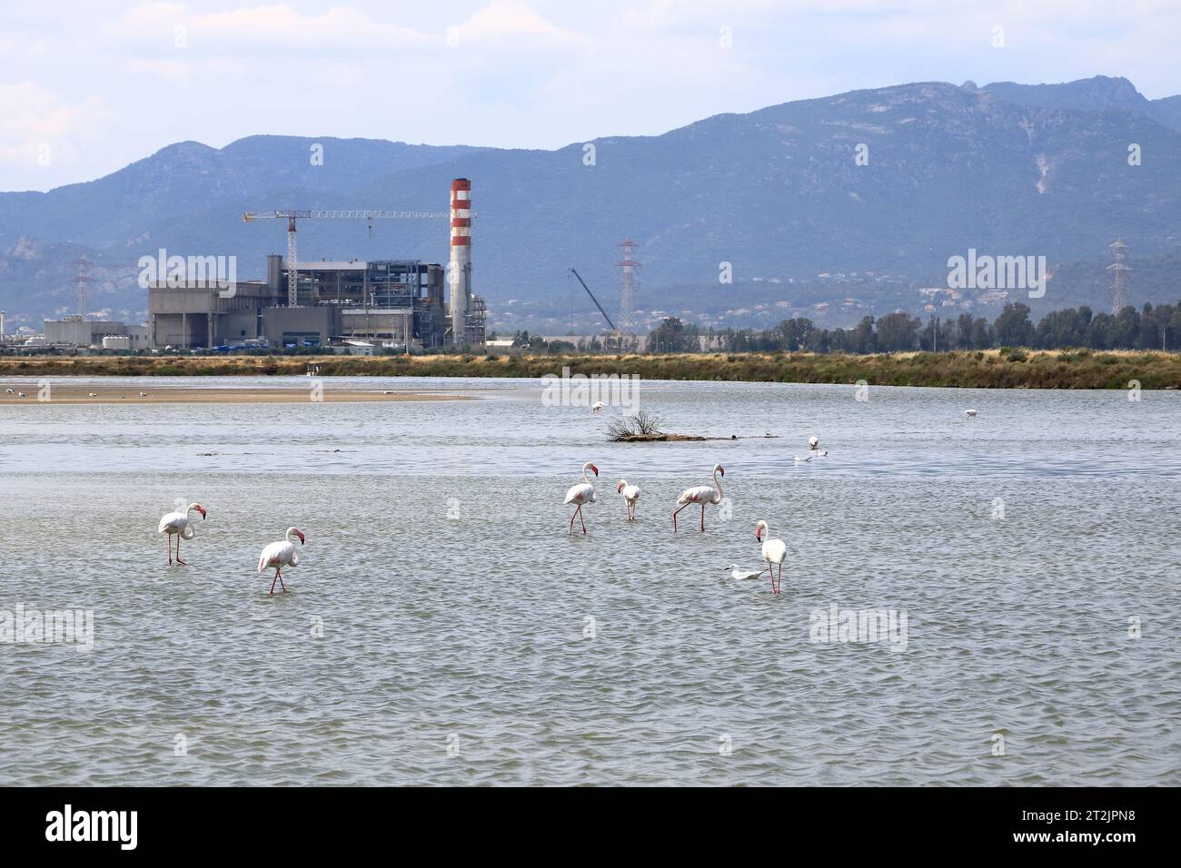 Fenicotteri rosa e altri uccelli camminano nelle acque del Mar Mediterraneo sull'isola di Sardegna, Italia. Dietro di loro c'è la città di Cagliari Foto Stock