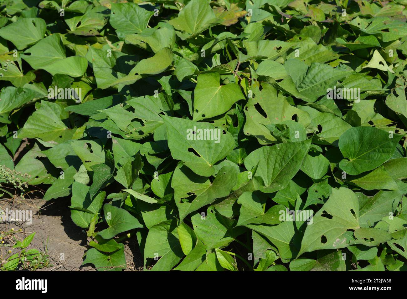 Sweet Potato Vine: Grow and Care for Ipomoea Batatas. Coltivazione di patate dolci, pianta di ipomoea batatas in orto. Foto Stock