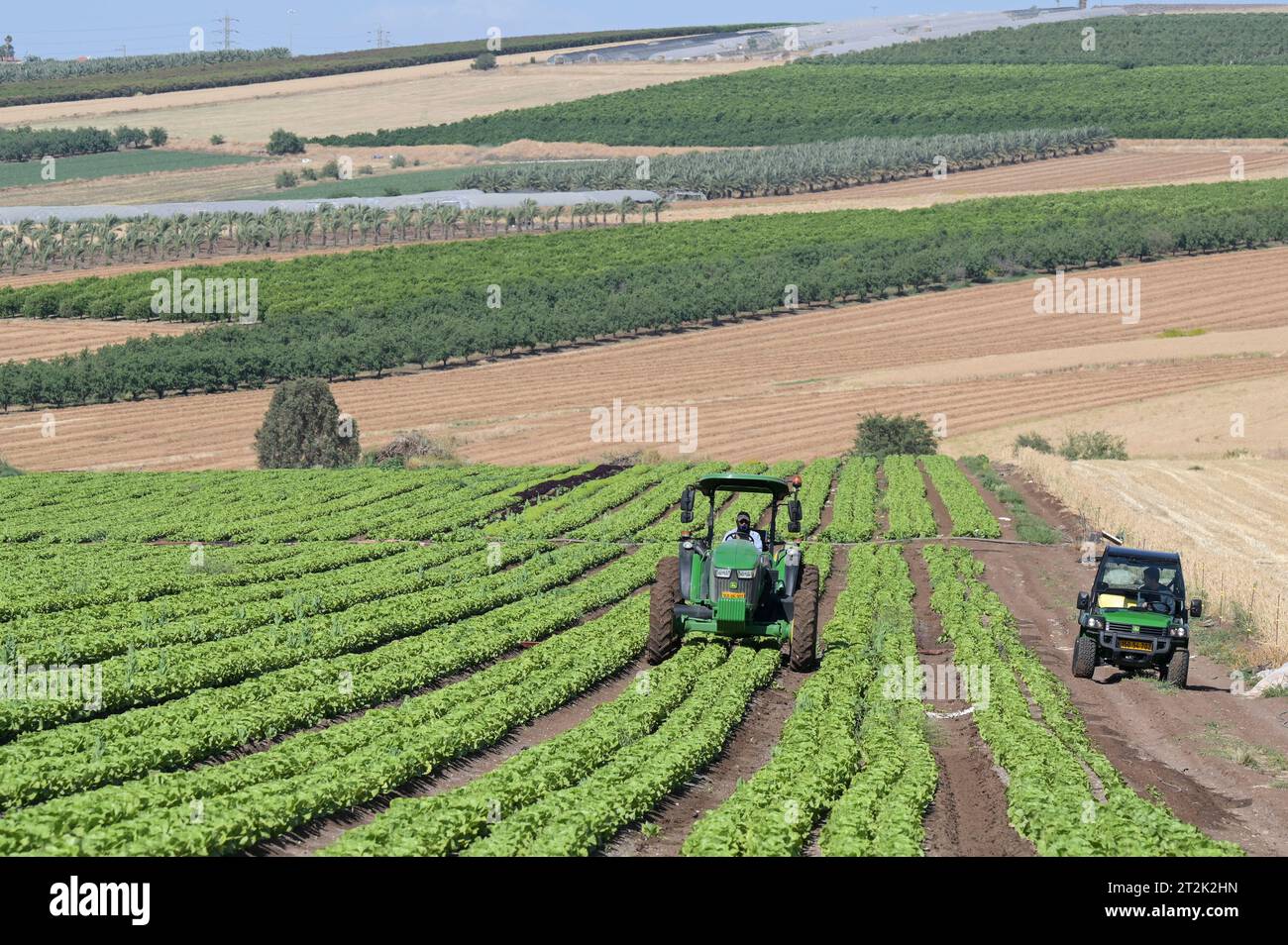 ISRAELE, Jabneel o Jawneel o Javneel vicino a Tiberias, 50 ettari di fattoria di frutta e verdura con irrigazione a goccia e insalate Foto Stock