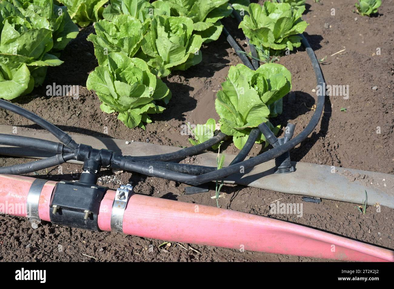 ISRAELE, Jabneel o Jawneel o Javneel vicino a Tiberias, 50 ettari di fattoria di frutta e verdura con irrigazione a goccia e insalate Foto Stock ISRAELE, Jabneel o Jawneel o Javneel vicino a Tiberias, 50 ettari di fattoria di frutta e verdura con irrigazione a goccia e insalate Foto Stock