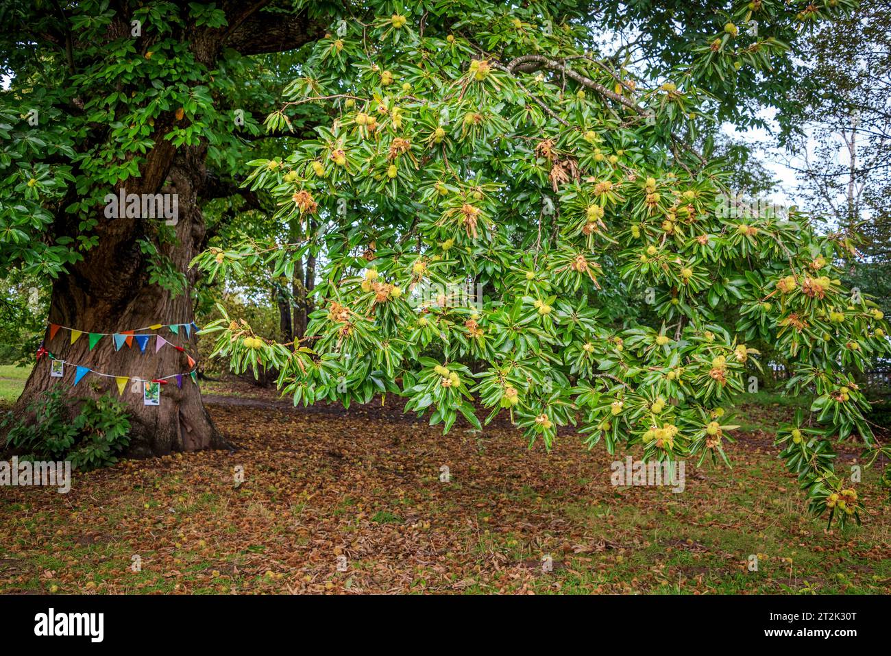 Il dolce castagno che è stato votato albero dell'anno per il 2023. L'albero di 484 anni di Acton Park, Wrexham, è rimasto in piedi sin dal regno di Quee Foto Stock
