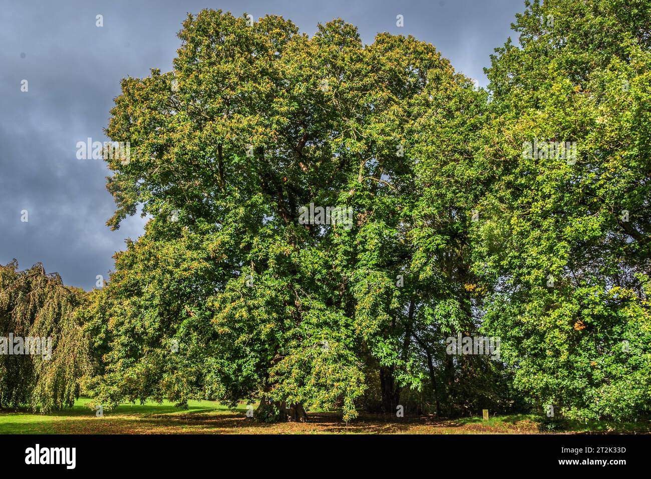 Il dolce castagno che è stato votato albero dell'anno per il 2023. L'albero di 484 anni di Acton Park, Wrexham, è rimasto in piedi sin dal regno di Quee Foto Stock
