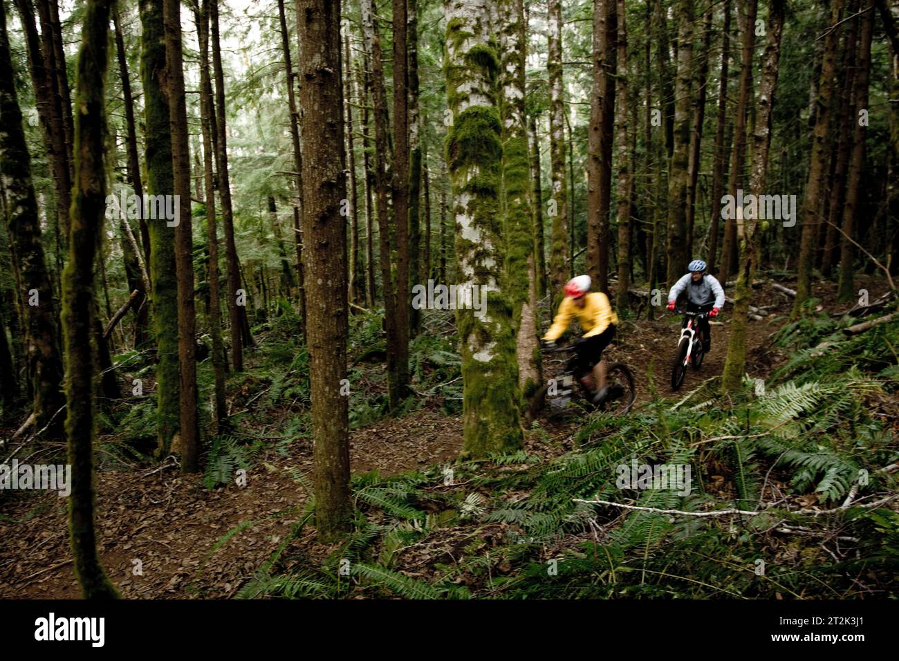 Due mountain bike fuori di equitazione a binario unico sentiero attraverso la foresta. Foto Stock