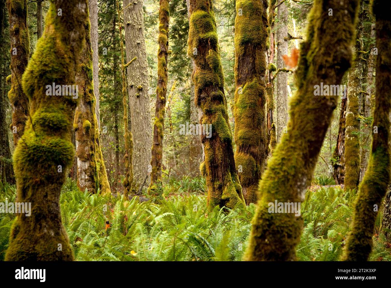 Gli alberi di Mossy si trovano comunemente nel Parco Nazionale Olimpico a causa della forte pioggia che cade ogni anno. Le felci verdi brillanti coprono il pavimento della foresta. Foto Stock
