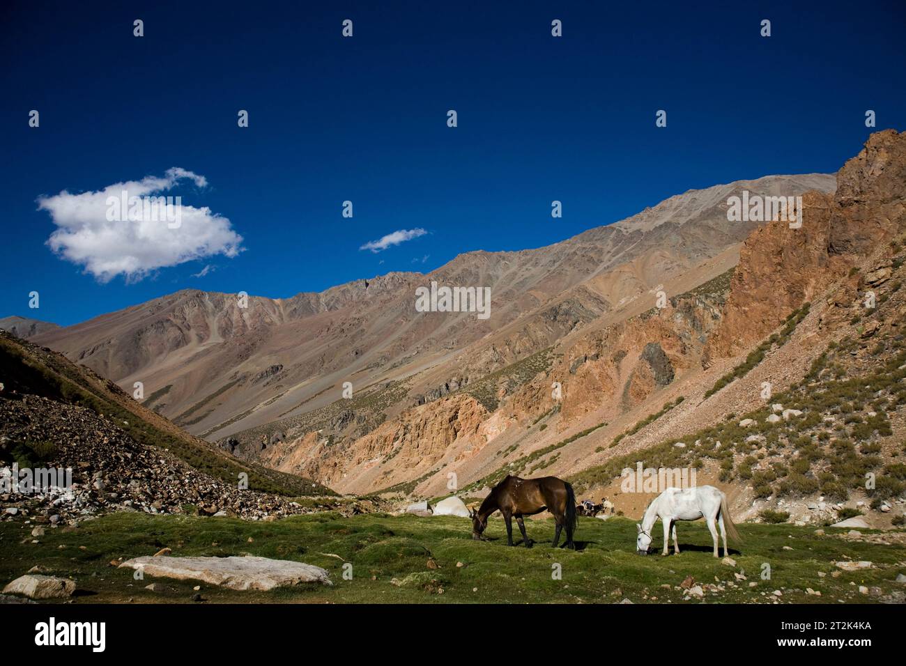 Due cavalli pascolano su piccole macchie d'erba in una valle. Foto Stock