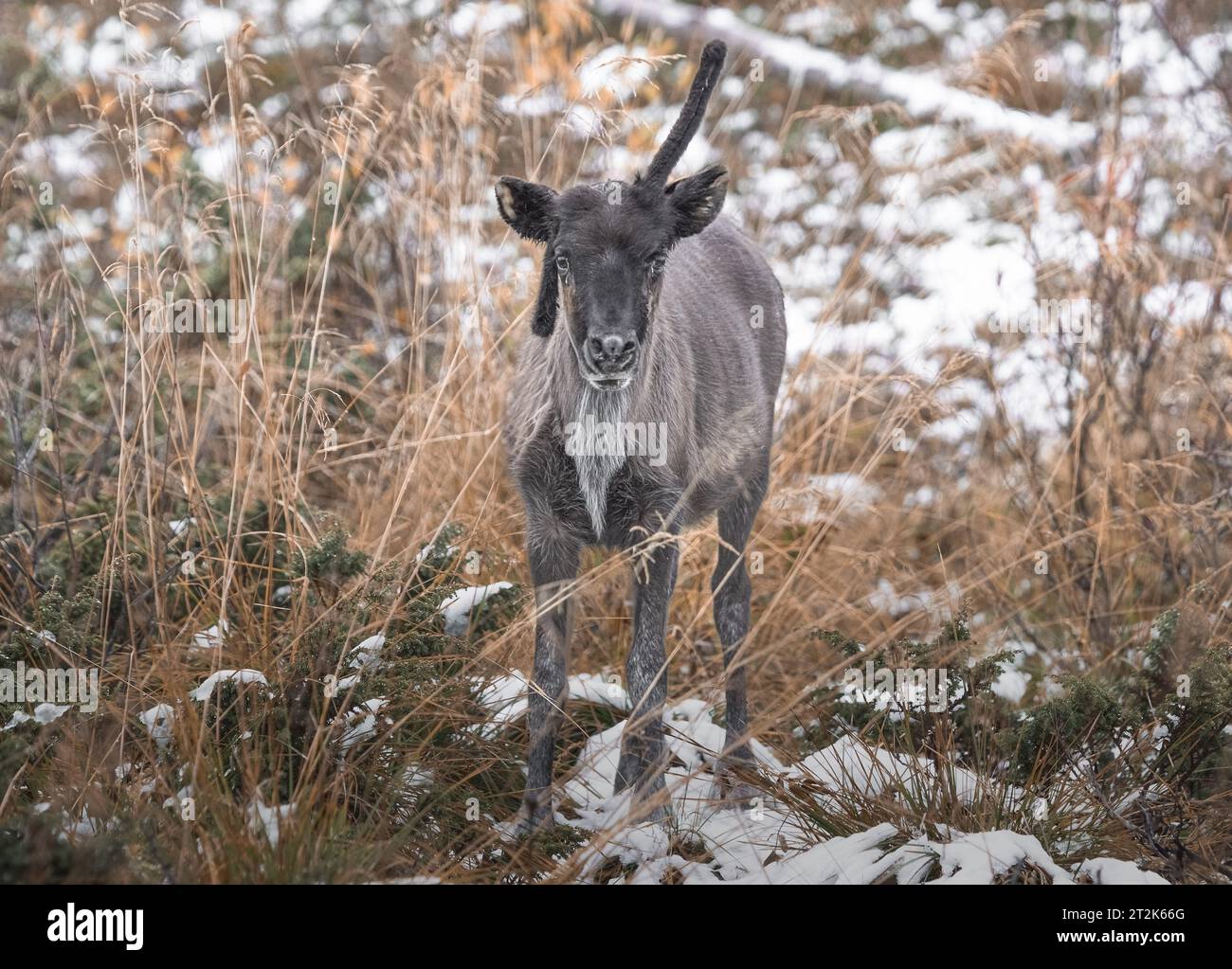 Renne nella neve nella foresta Foto Stock