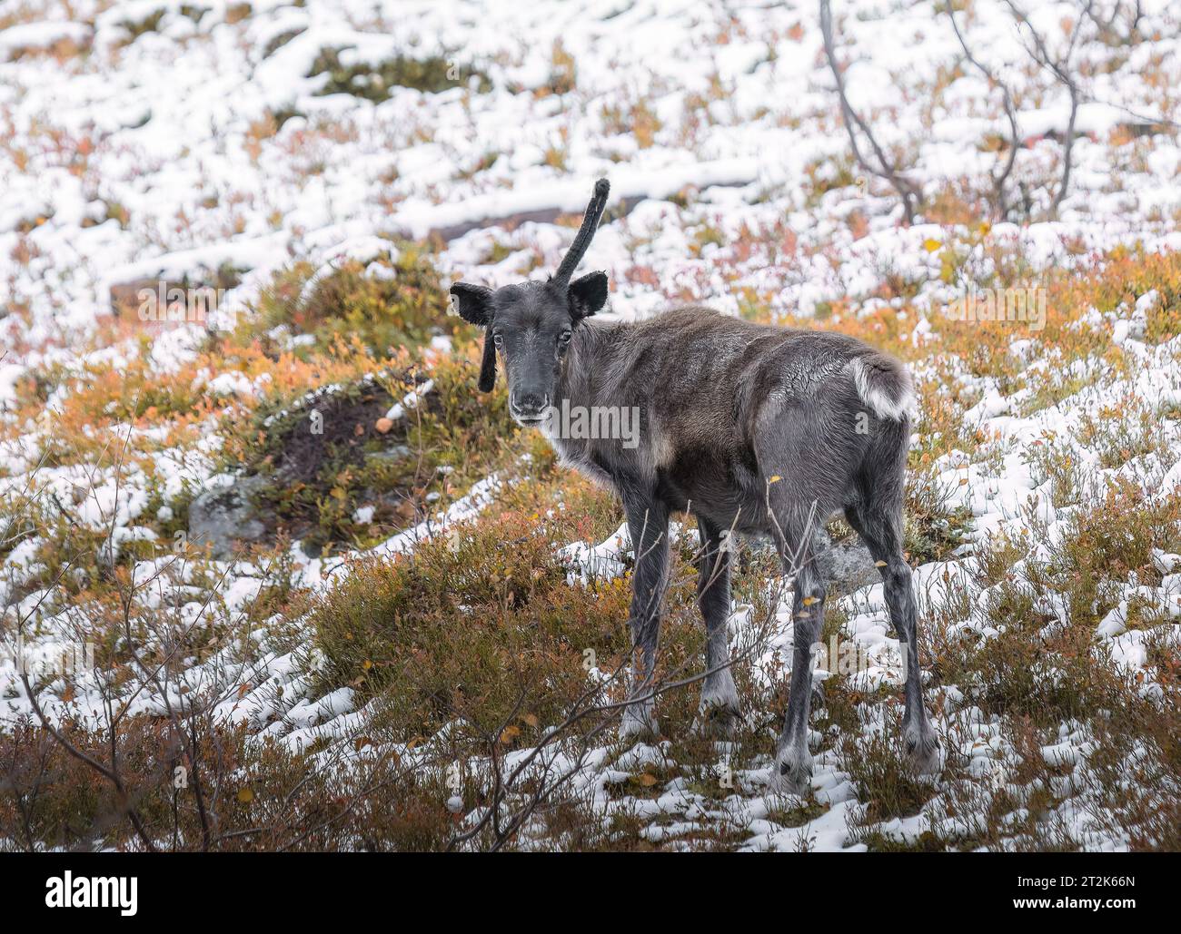 Renne nella neve nella tundra della Finlandia Foto Stock