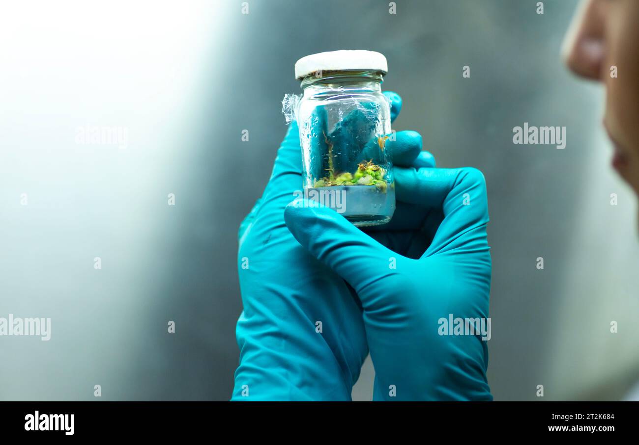 Coltura di tessuti vegetali per la ricerca agricola Foto Stock
