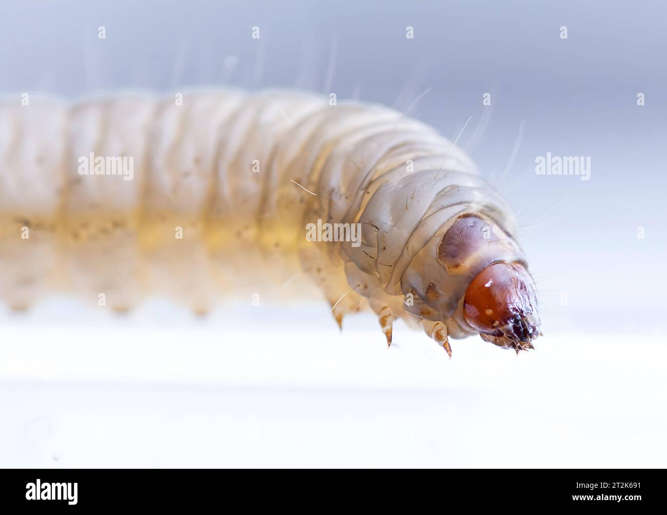 galleria mellonella utilizza come modello per la biologia Foto Stock