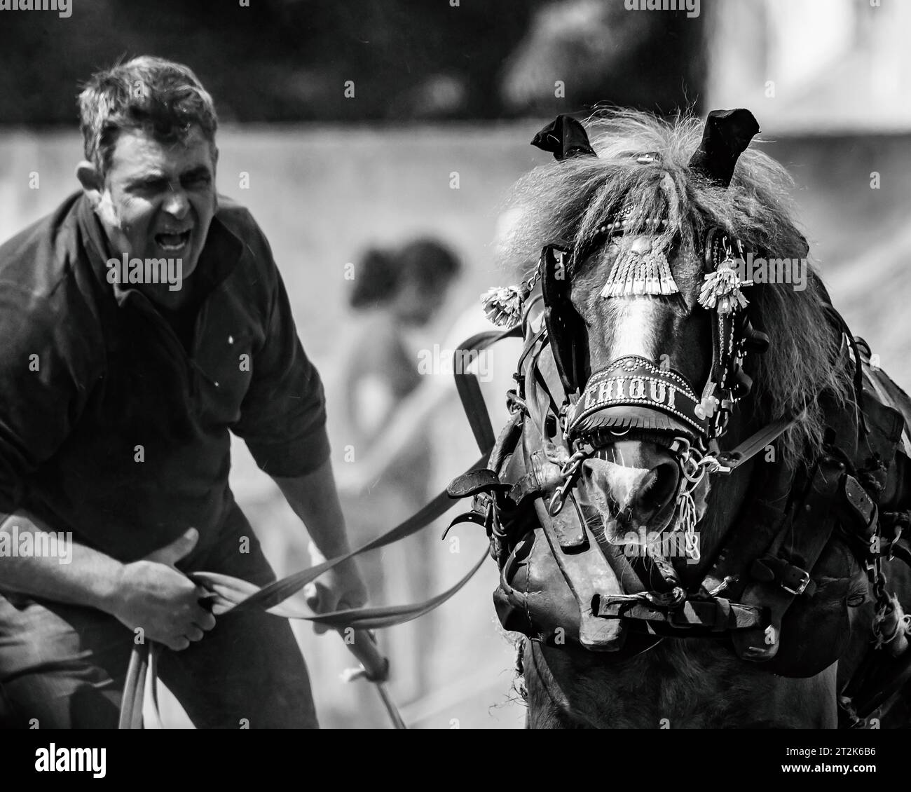 Tiro di cavalli con cavallo da tiro in bianco e nero Foto Stock