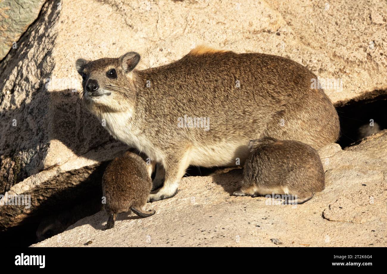 Una donna Bush Hyrax nutre i suoi gemelli sempre in allerta e vicino a un riparo tra le rocce. I gemelli sono un evento comune e i giovani giocano vigorosamente nelle creche Foto Stock