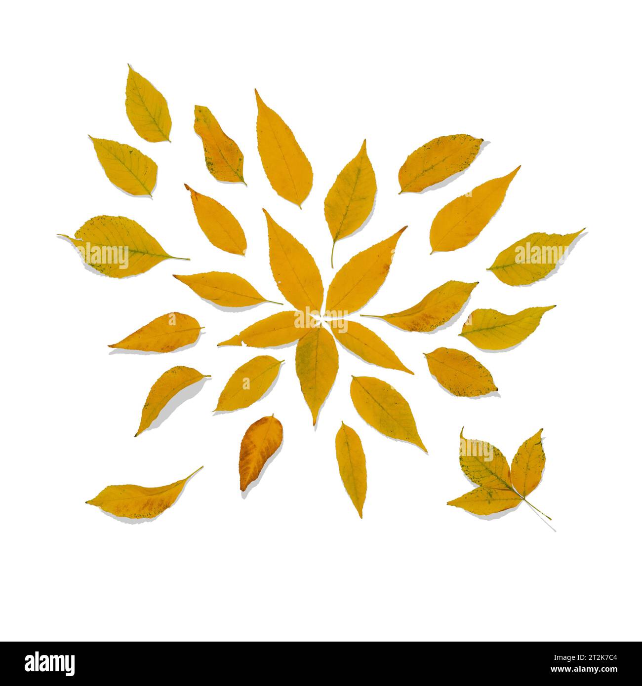Foglie autunnali brillanti con ombre giacciono su uno sfondo bianco. Foto Stock