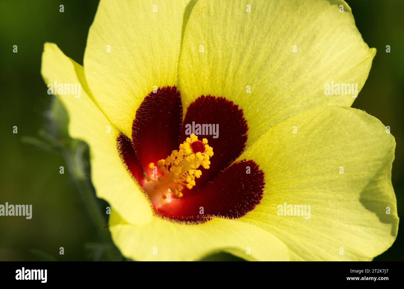 Lo Stockrose selvatico è una pianta erbacea appariscente che fiorisce nell'ultima parte della stagione delle piogge. La fioritura ha una tipica struttura ibiscica. Foto Stock