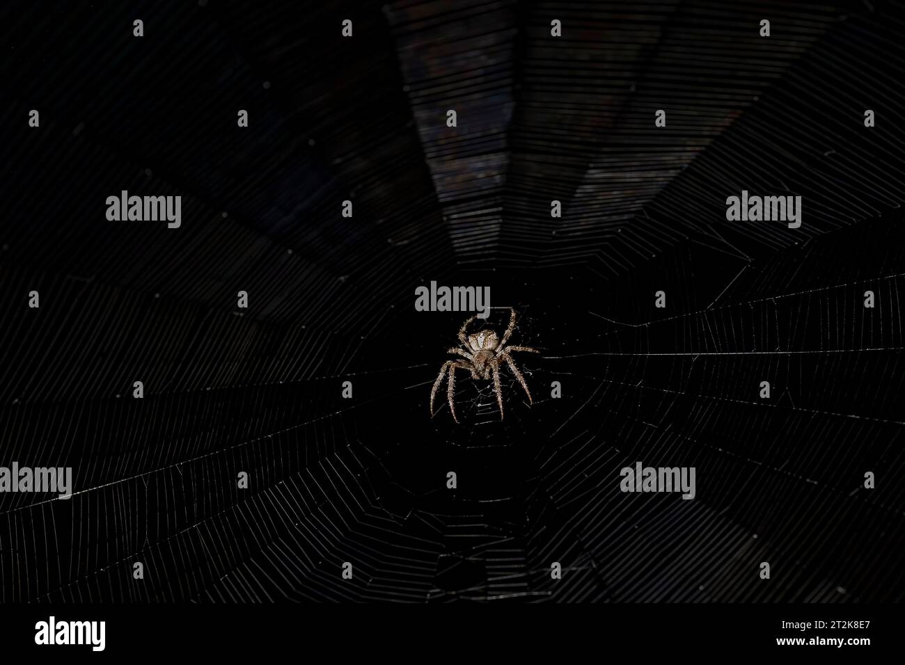 Il ragno di Arano attende la sua preda sulla sua rete di notte Foto Stock
