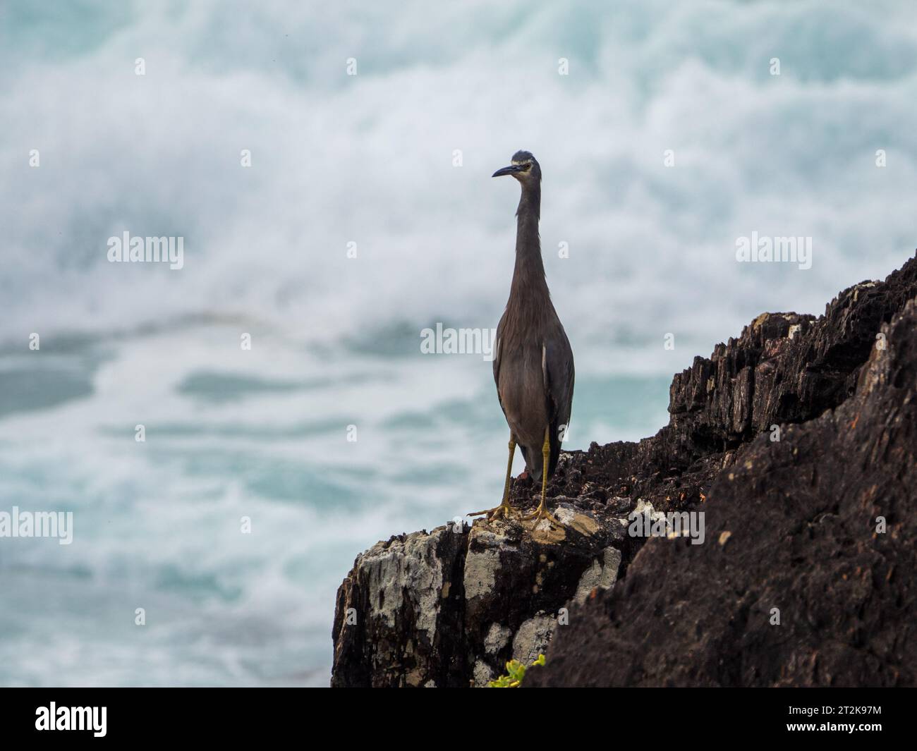 Heron di fronte bianco, in piedi su rocce alte, un po' come un birillo da bowling, affacciato sul mare, Australia Foto Stock