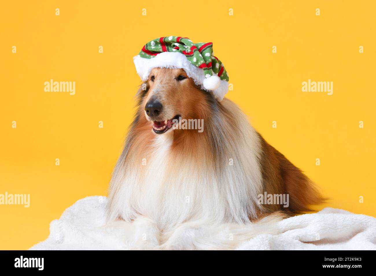 Adorabile cane Collie che indossa un cappello di Natale in uno studio isolato di colore giallo Foto Stock