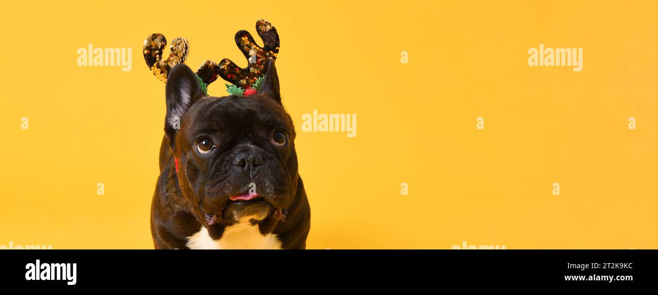Cane bulldog francese di Natale, grazioso e accattivante, isolato su sfondo giallo con spazio per la copia Foto Stock