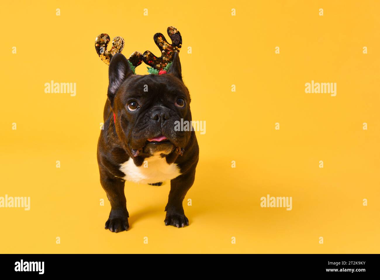 Cane bulldog francese di Natale, carino e fantasioso, isolato su sfondo giallo dello studio con spazio per le copie Foto Stock