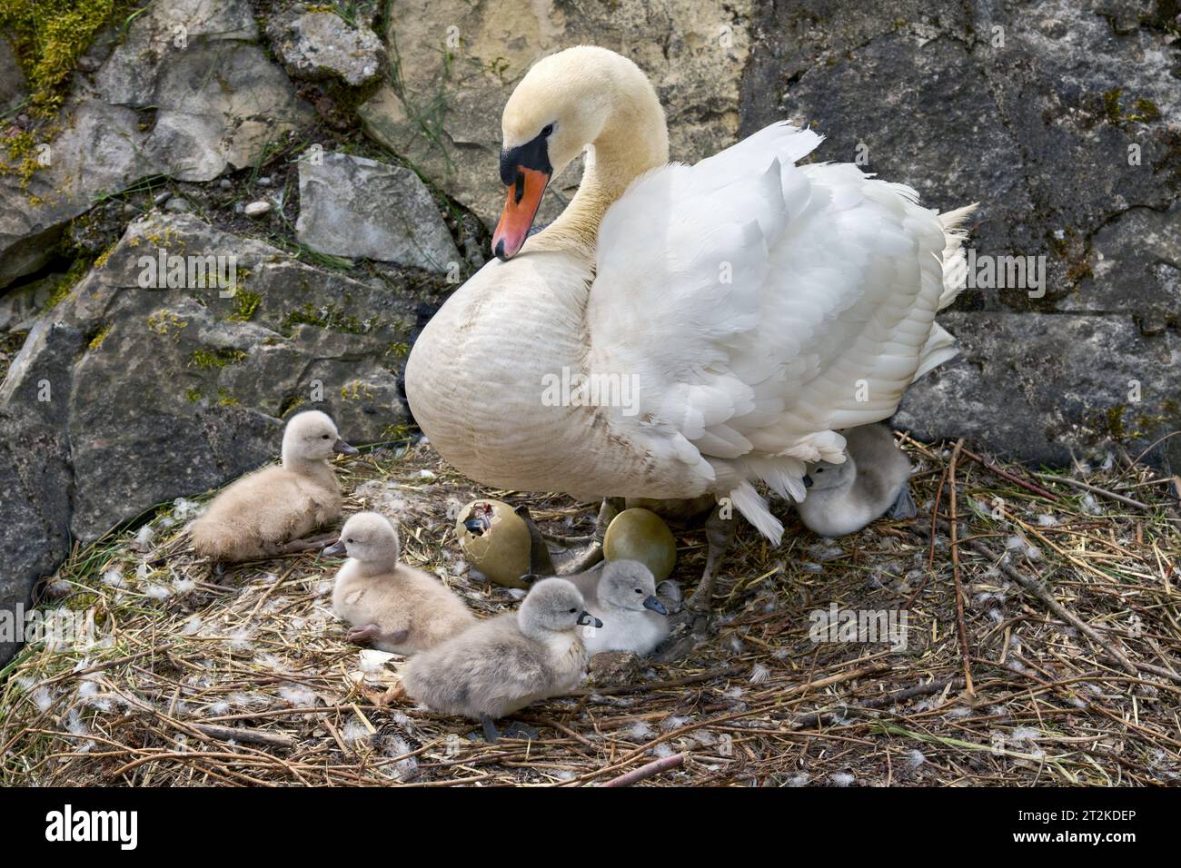 Cigno muto (Cygnus olor) con cinque giovani appena nati nel suo nido Foto Stock