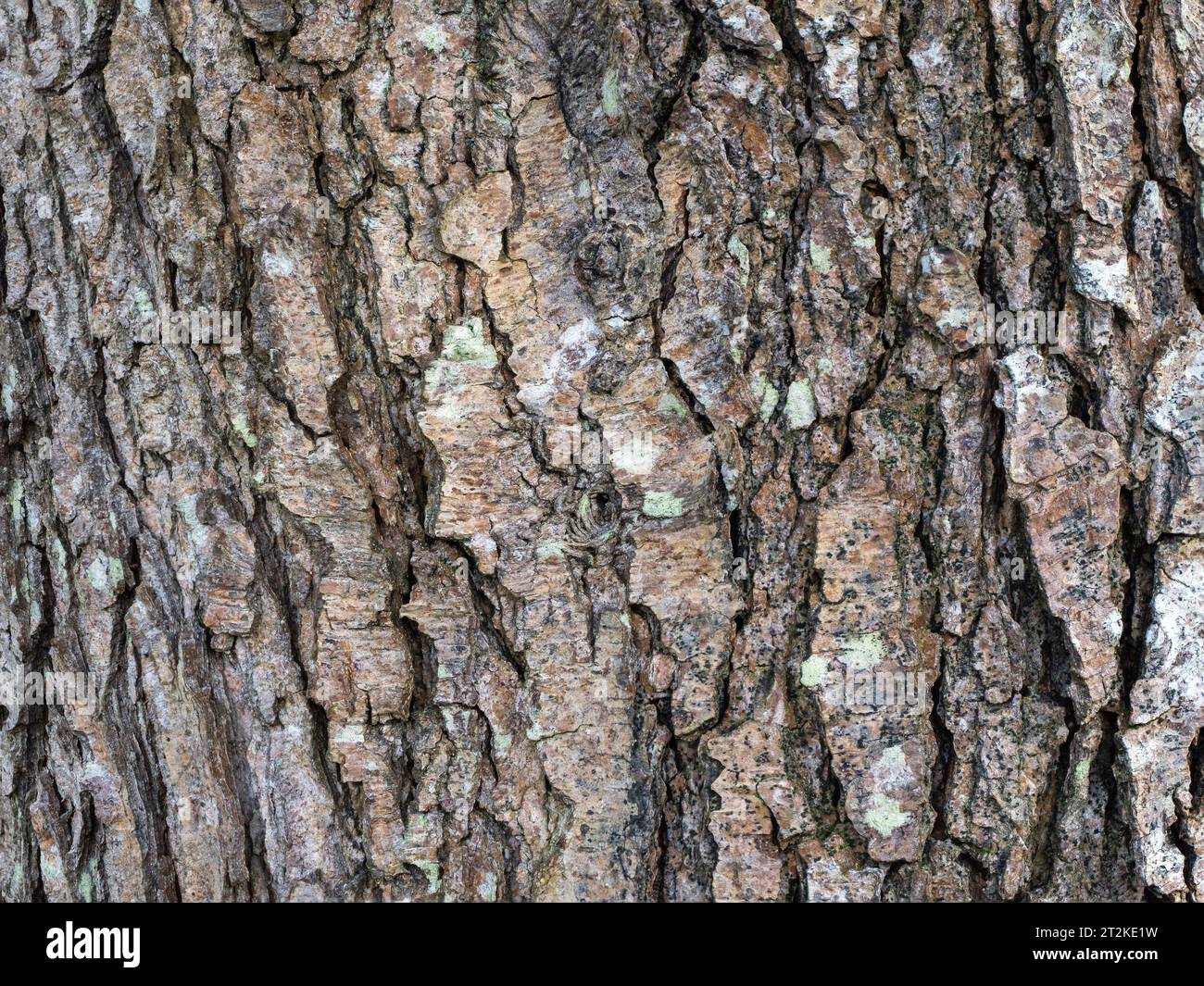 Corteccia di tronco con fessure profonde e licheni Foto Stock