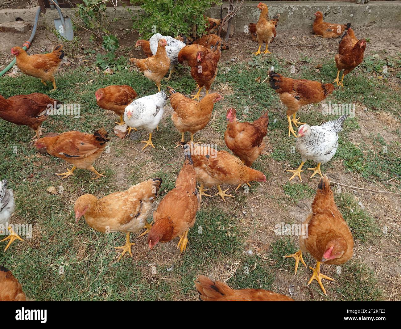 Galline allevate all'aperto o pollo in un cortile rurale. Primo piano, niente persone Foto Stock