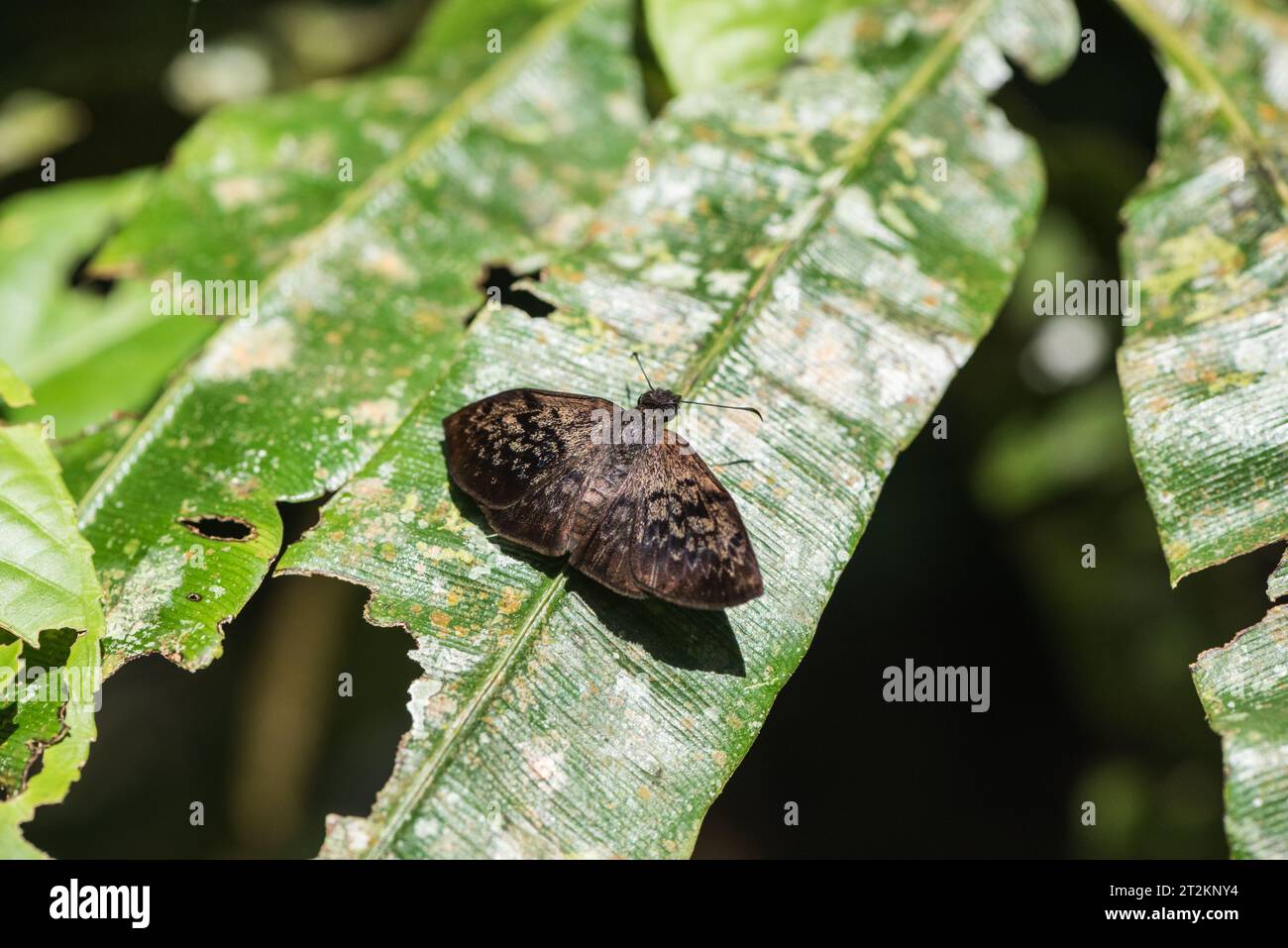 Bentwing colombiano arroccato (Camptopleura auxo) in Ecuador amazzonico Foto Stock