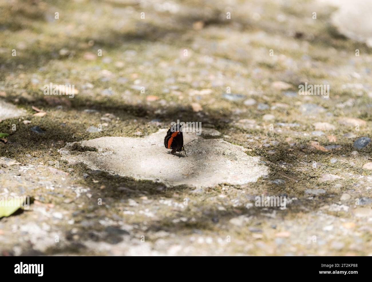 Un marchio di metallo, scintillante a bande arancioni (Crocozona coecias), su un sentiero nell'Ecuador amazzonico Foto Stock