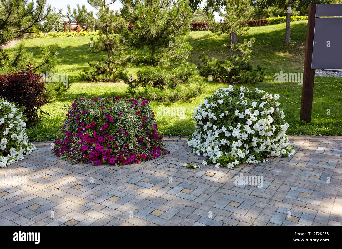 Petunias e Plectranthus (edera svedese dai bordi bianchi) nel giardino cittadino. Lussureggianti e colorati fiori da giardino nel parco cittadino. Messa a fuoco selettiva Foto Stock