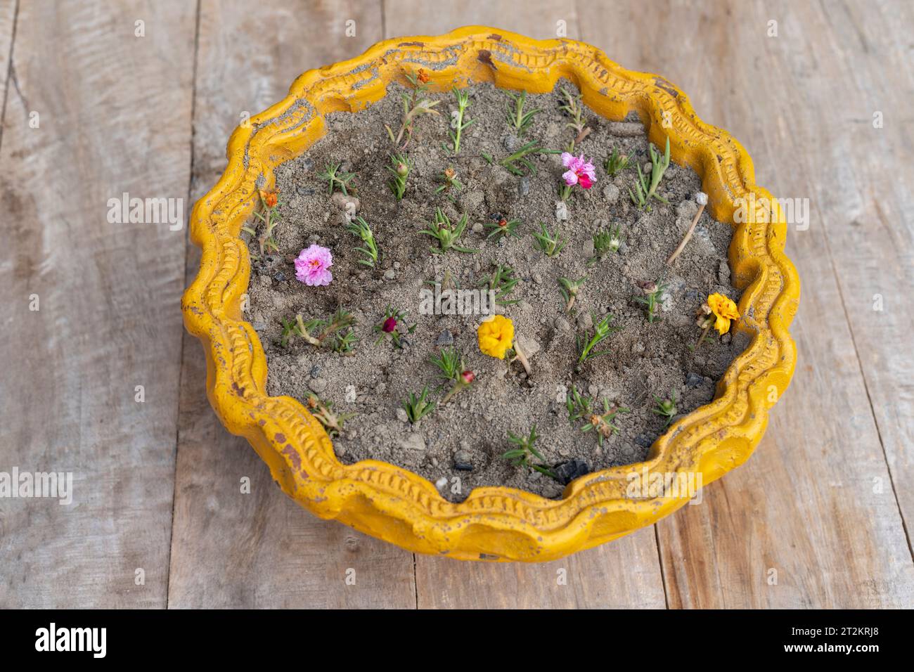 Portulaca gul dopehri muschio rosa con fiori mescolano i colori in una pentola. Concetto di propagazione. Foto Stock