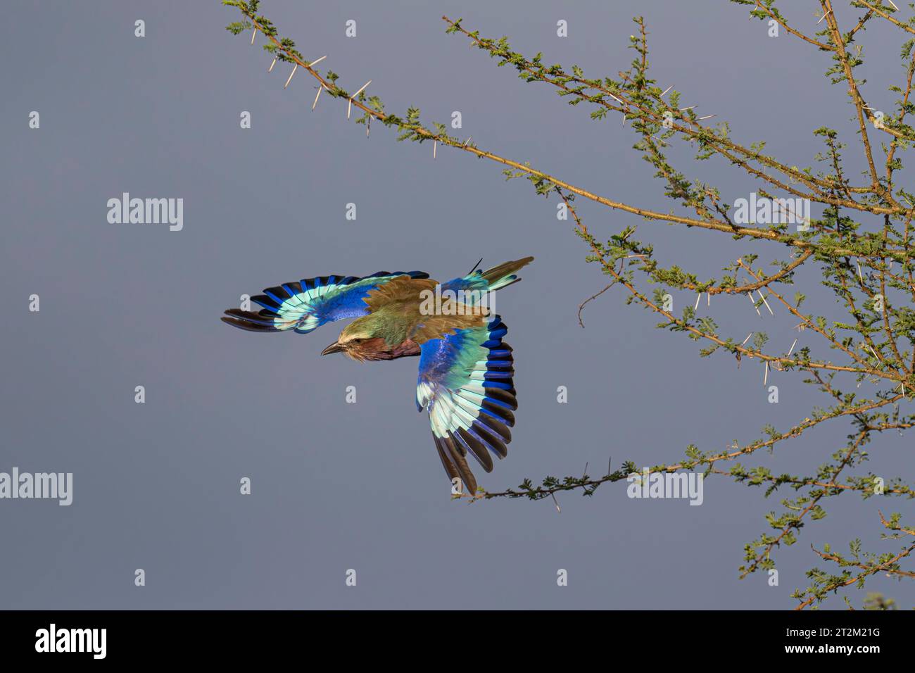 Roller (Coracias caudatus) Parco Nazionale Taranagire Tanzania Foto Stock