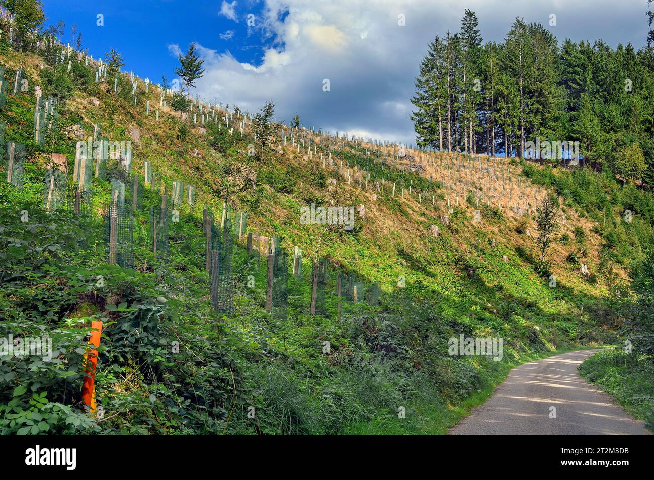 Rimboschimento di una protezione a reticolo chiara intorno ai giovani alberi vicino a Wengen in Allgaeu, Baviera, Germania Foto Stock