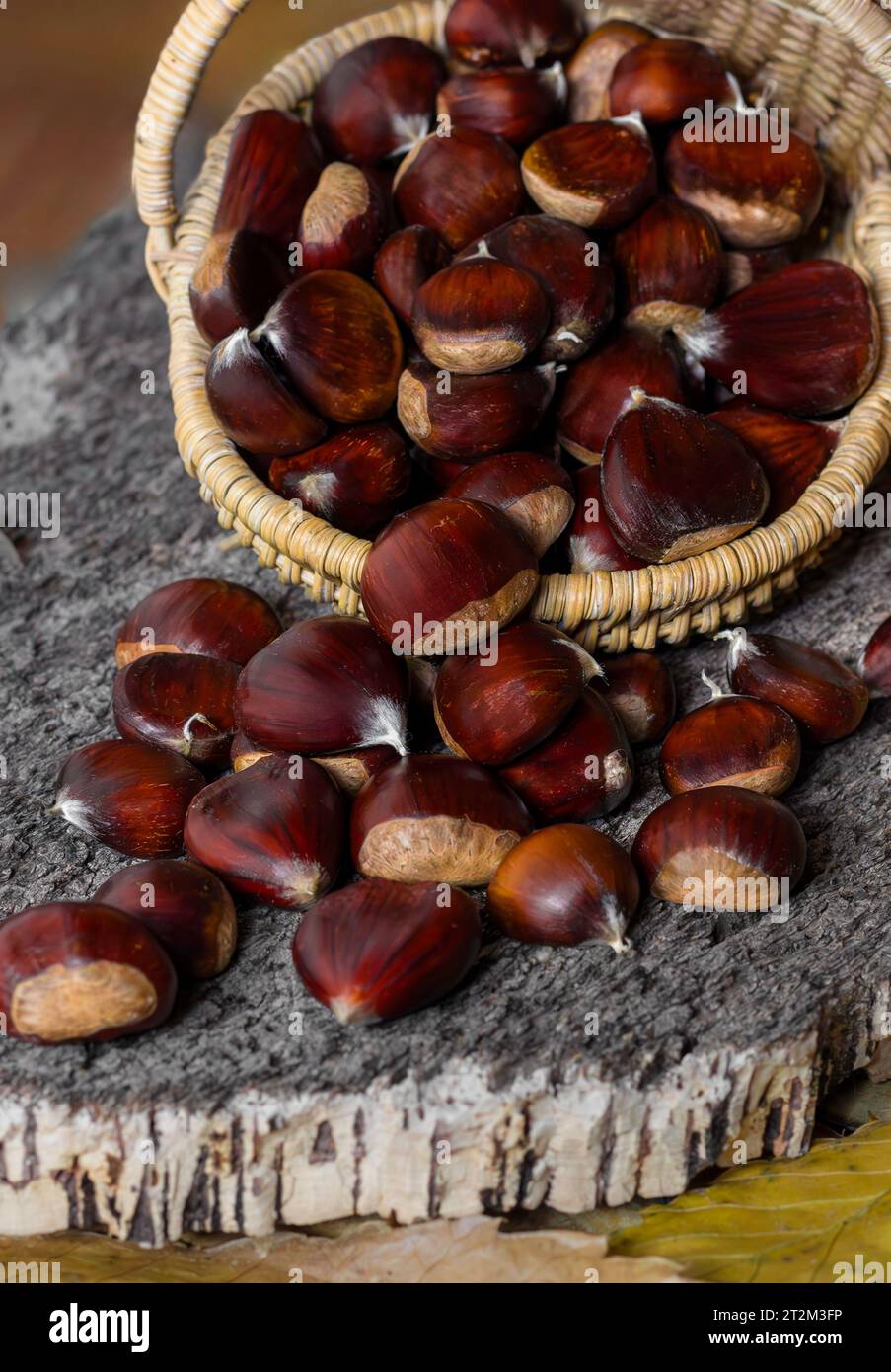 Un cestino pieno di castagne appena raccolte Foto Stock