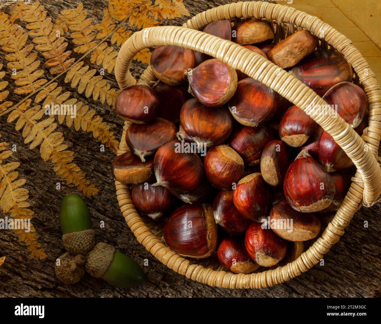 Un cestino pieno di castagne appena raccolte Foto Stock