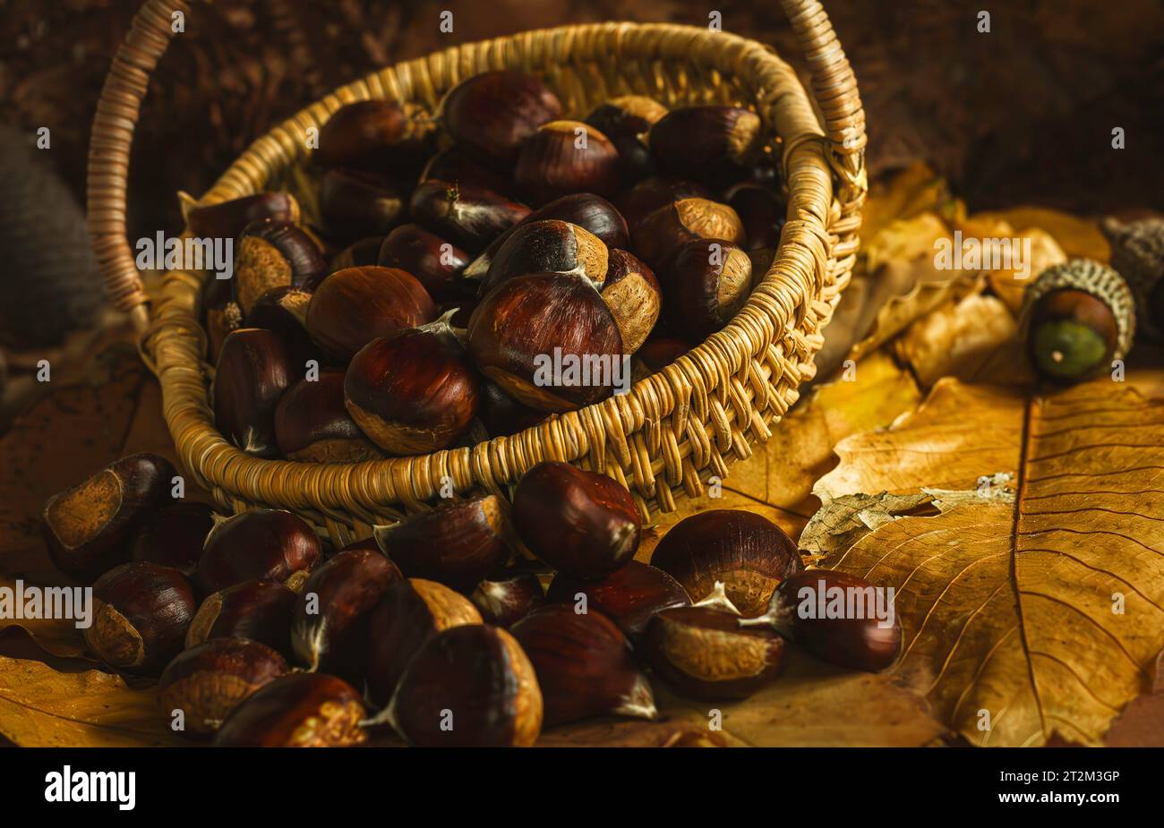 Un cestino pieno di castagne appena raccolte Foto Stock