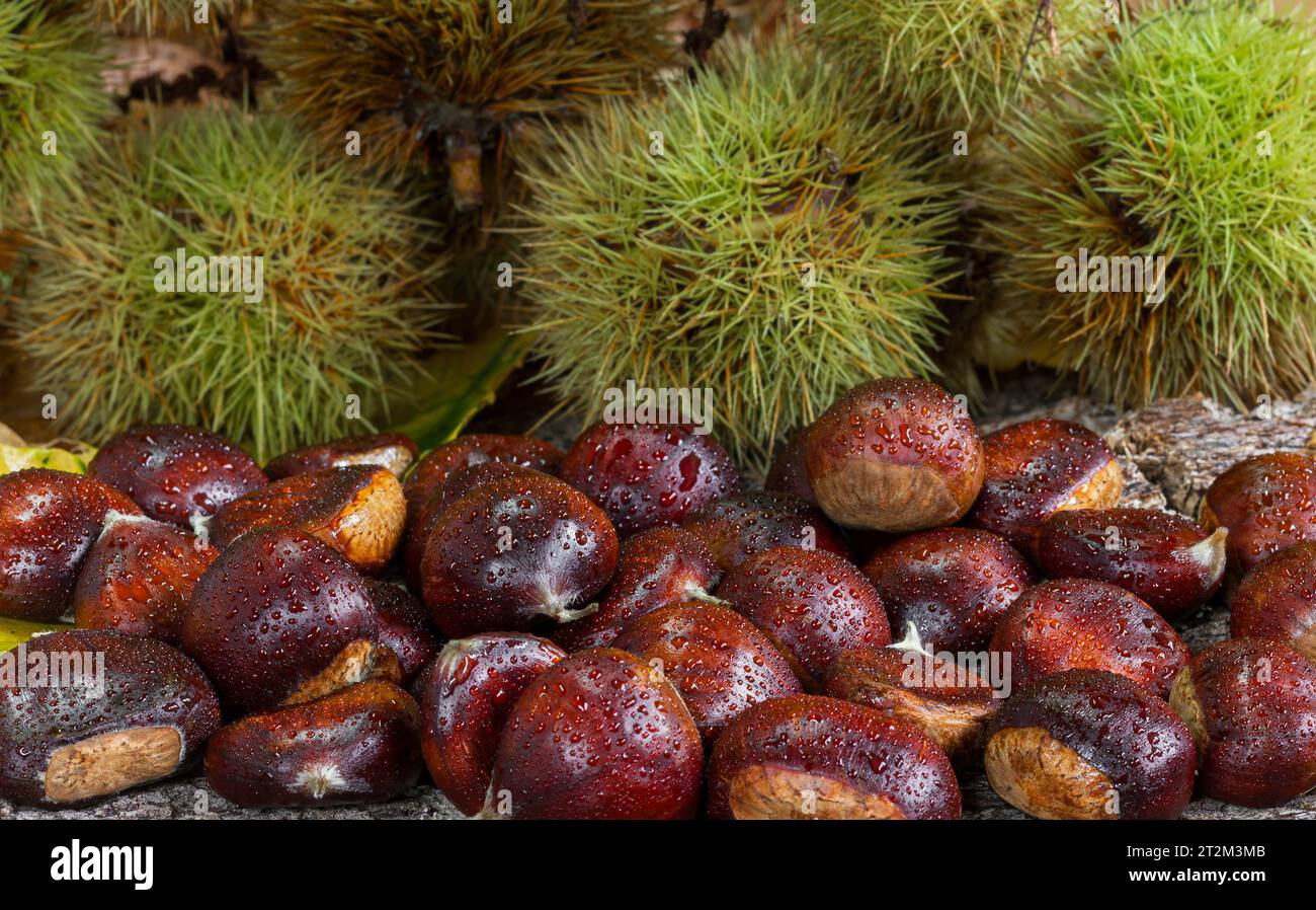 Casse verdi a chiocciola dietro un sacco di castagne fresche Foto Stock