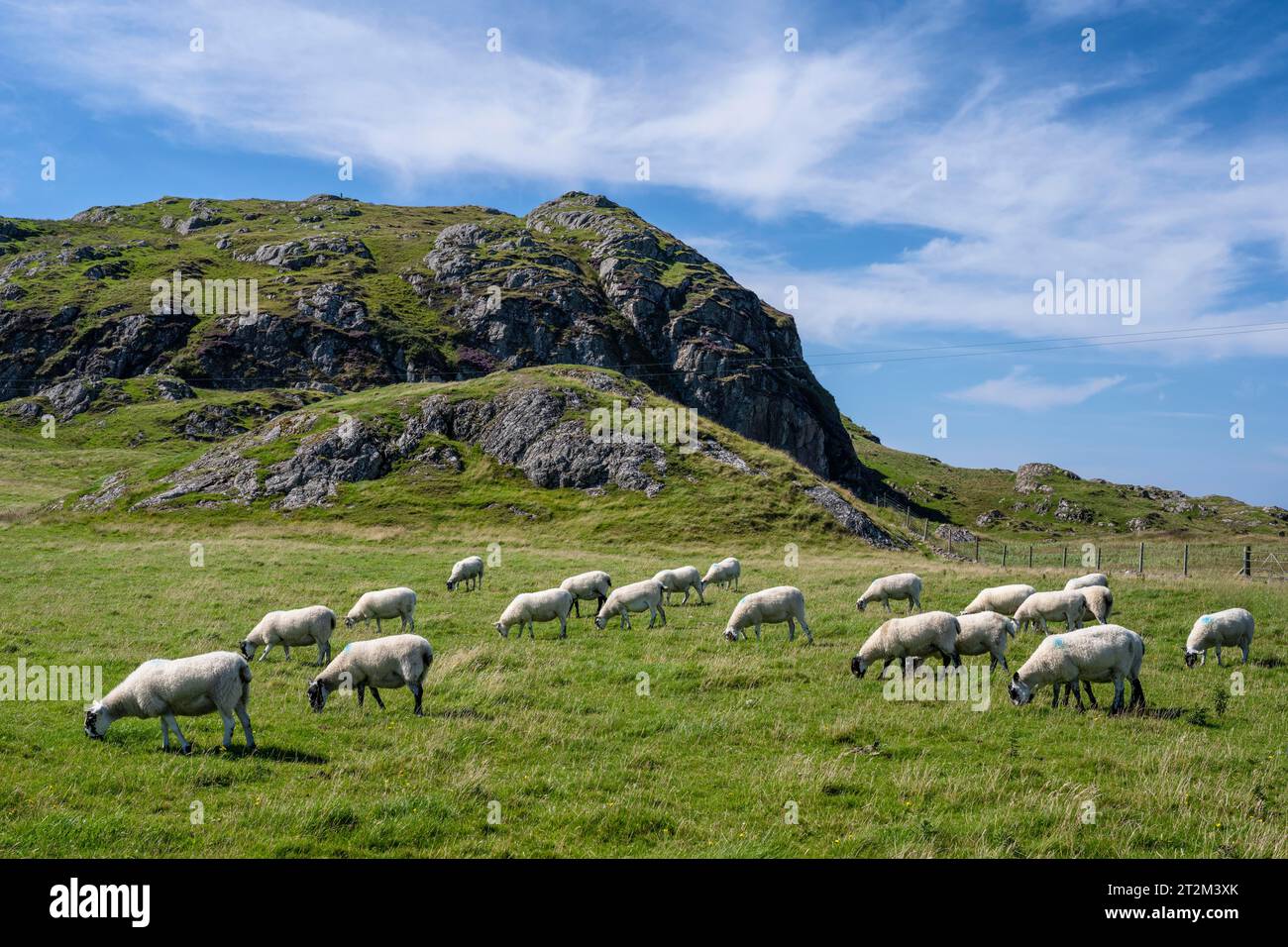 Pecore che pascolano in un pascolo, isola Ebridea di Iona, Isola di Mull, Scozia, Regno Unito Foto Stock