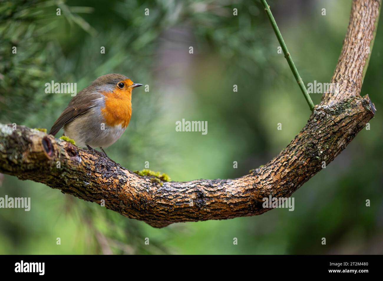 European robin (erithacus rubecula) su una filiale, Scozia, Gran Bretagna Foto Stock