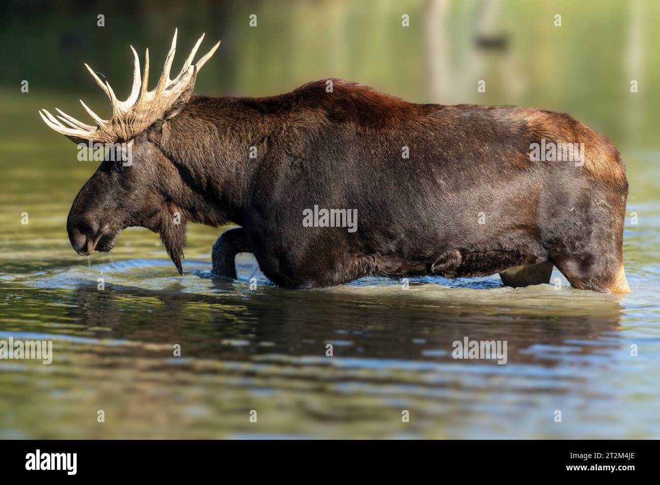 Alci europei (Alces alces), toro durante il solco in uno stagno Foto Stock