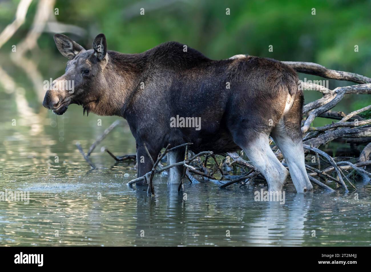 Alci europei (Alces alces), mucca durante il rut in uno stagno Foto Stock
