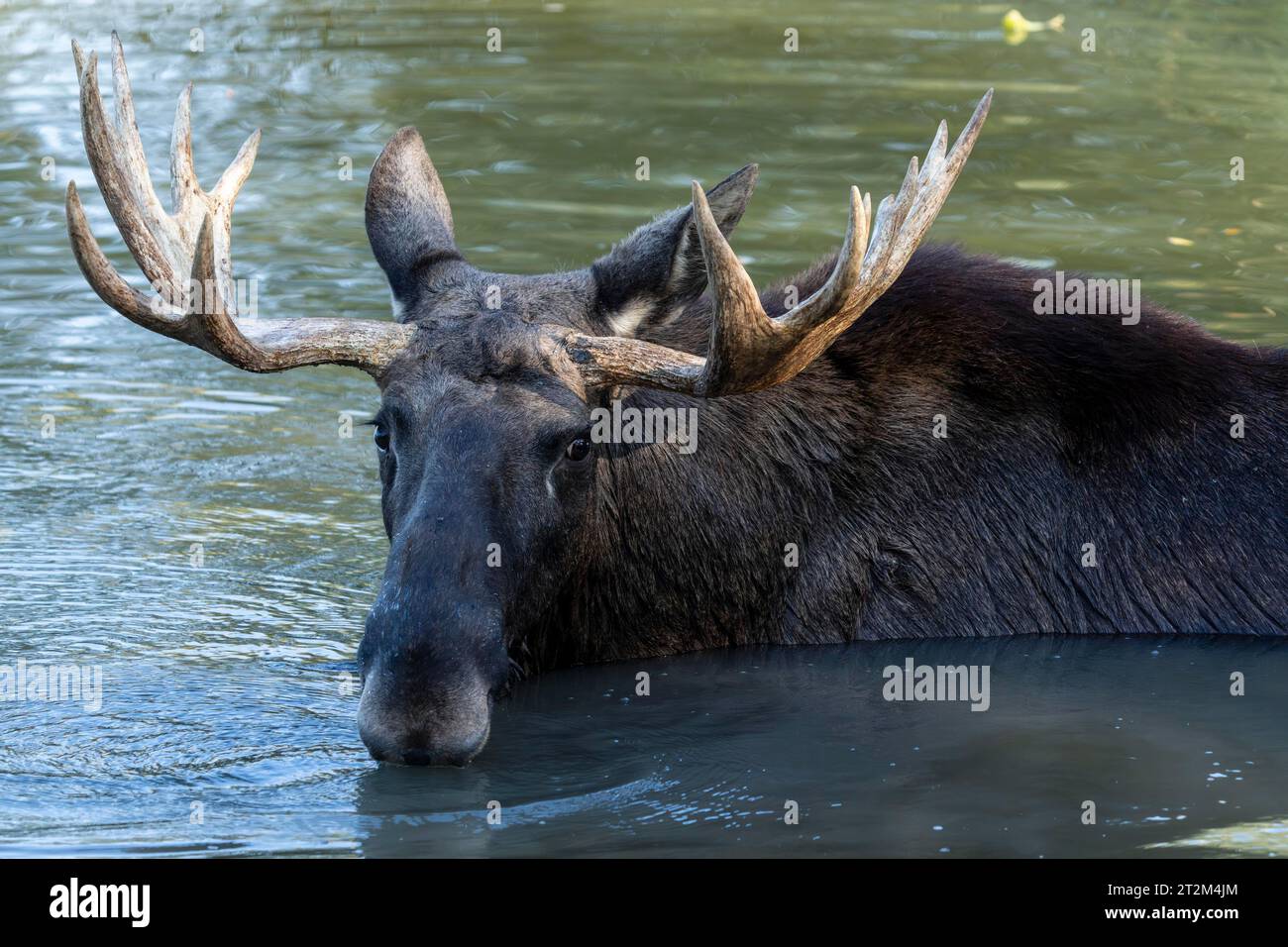 Alci europei (Alces alces), toro durante il solco in uno stagno Foto Stock