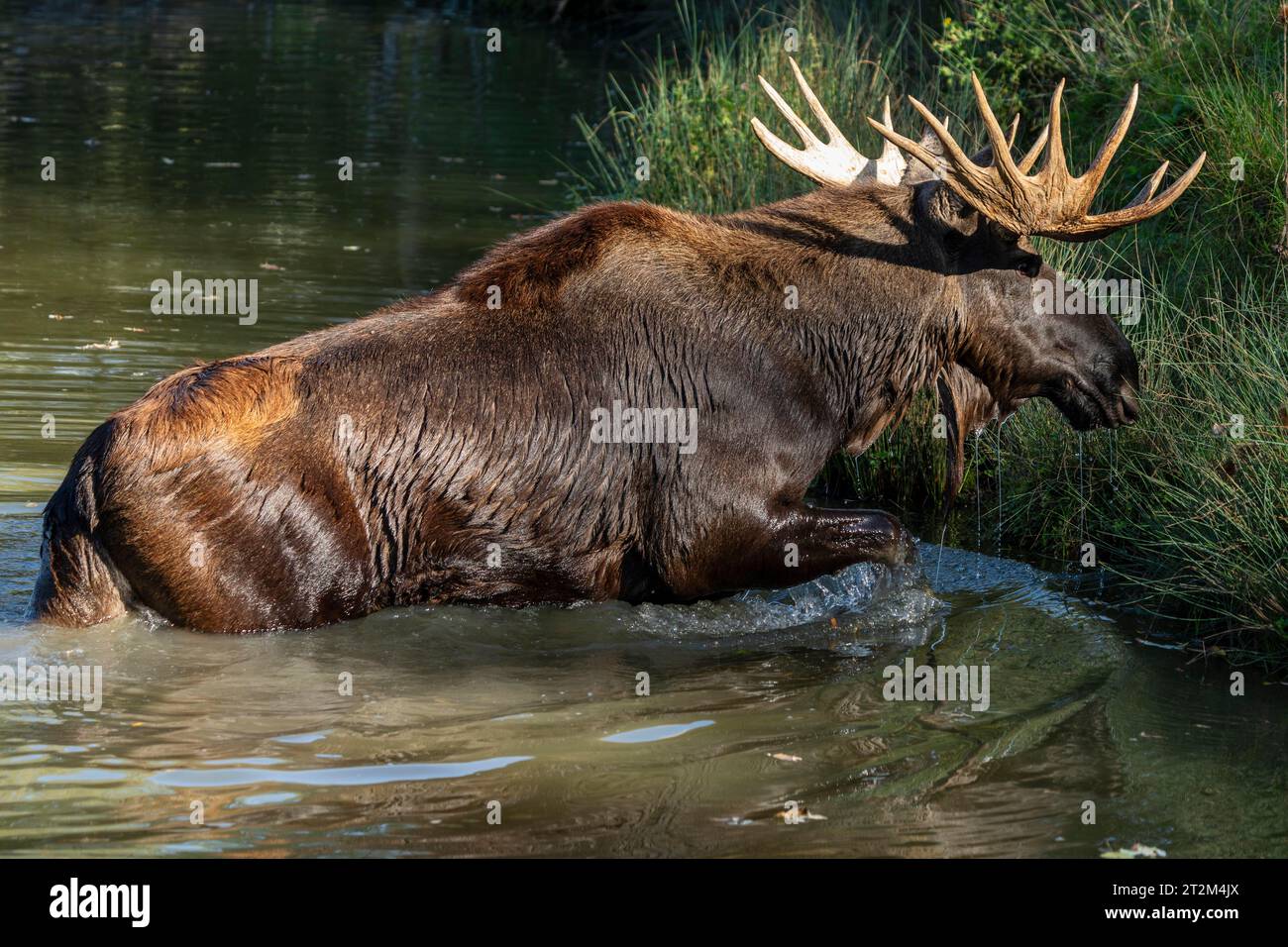 Alci europei (Alces alces), toro durante il solco in uno stagno Foto Stock