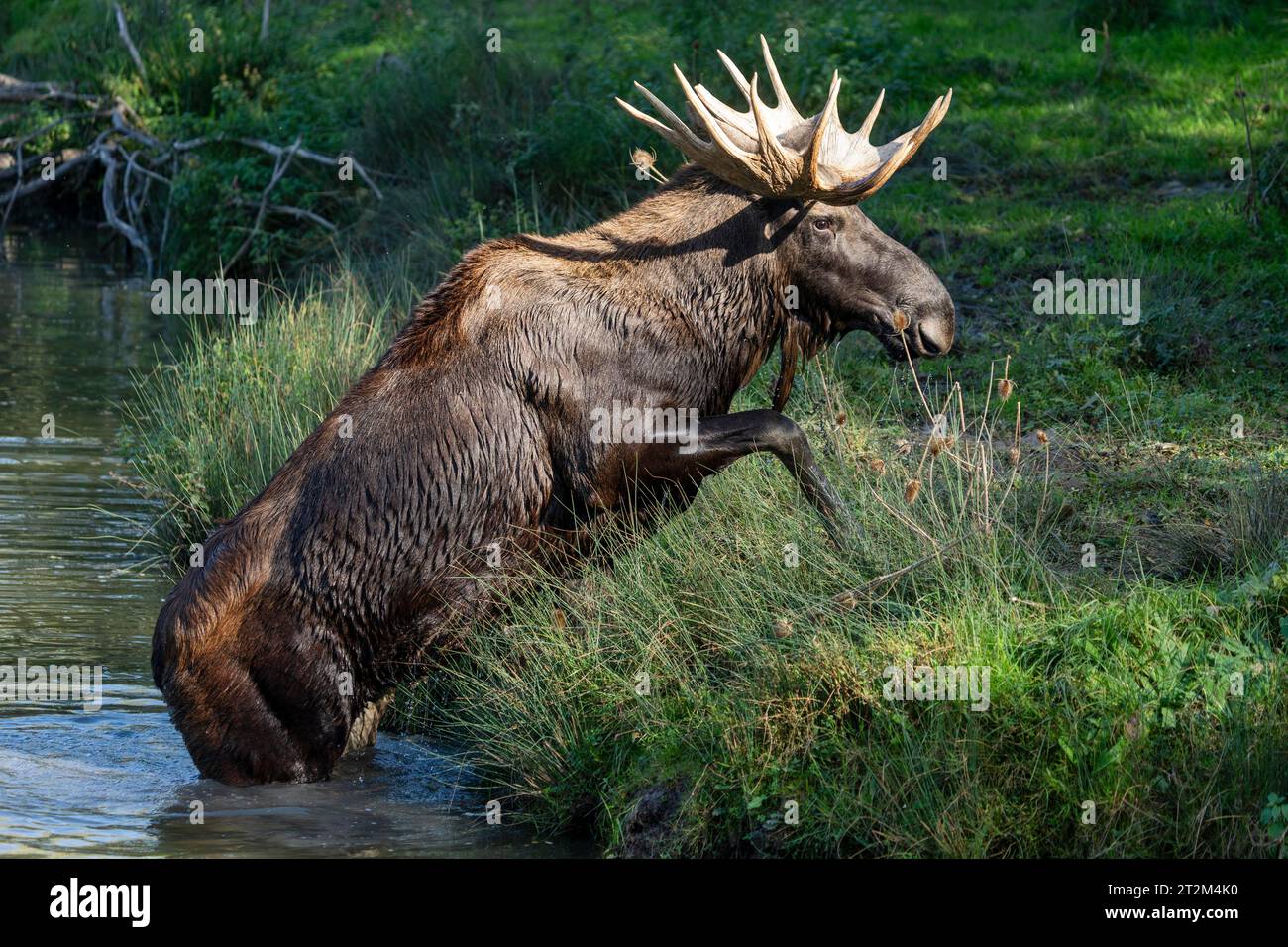 Alci europei (Alces alces), toro durante il solco in uno stagno Foto Stock