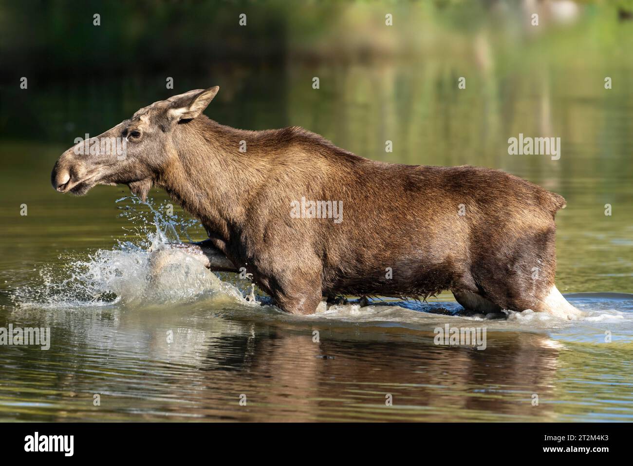 Alci europei (Alces alces), mucca durante il rut in uno stagno Foto Stock