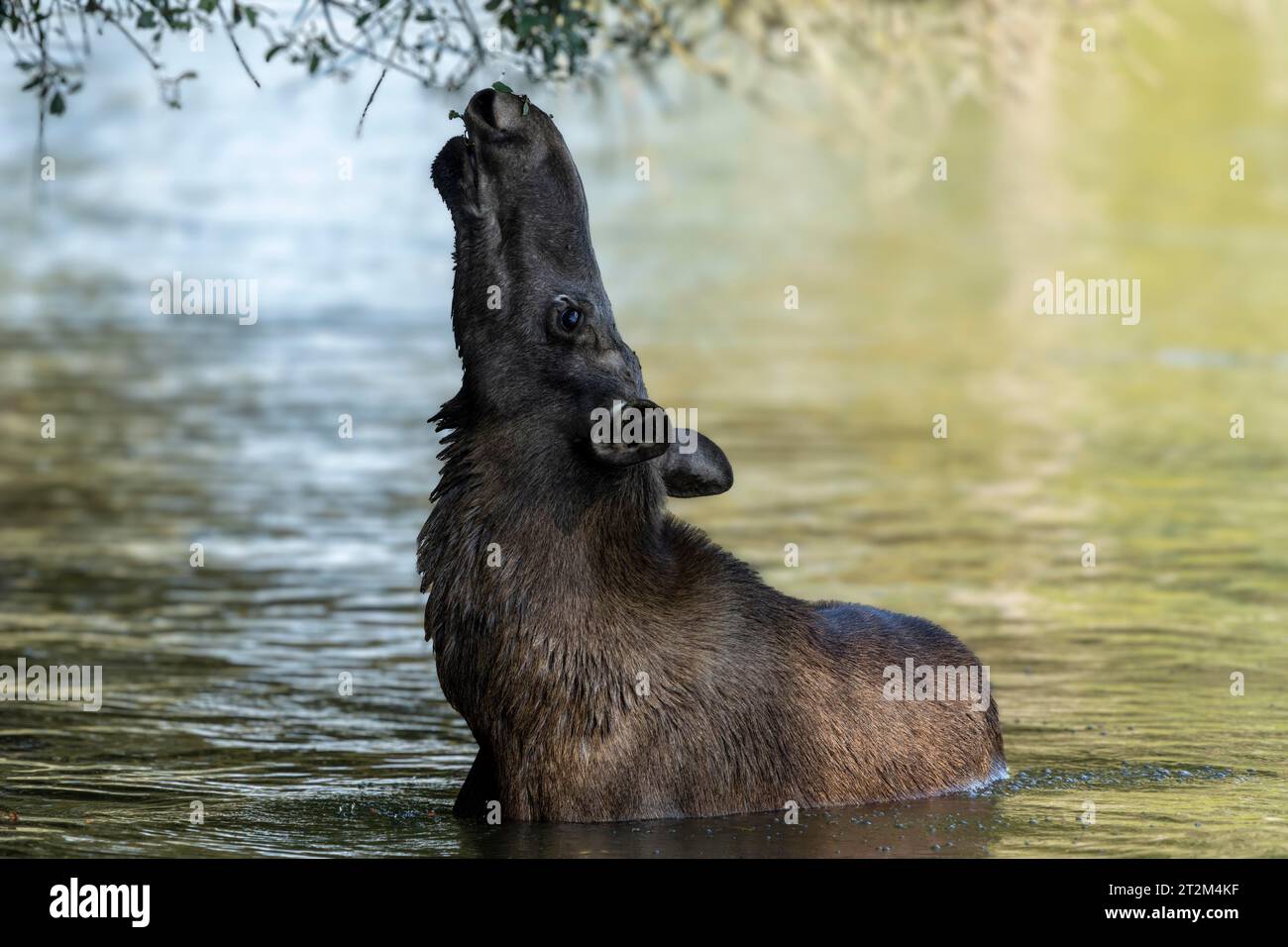 Alci europei (Alces alces), mucca durante il rut in uno stagno Foto Stock